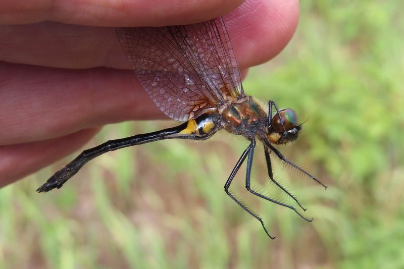 Photo of Racket-tailed Emerald