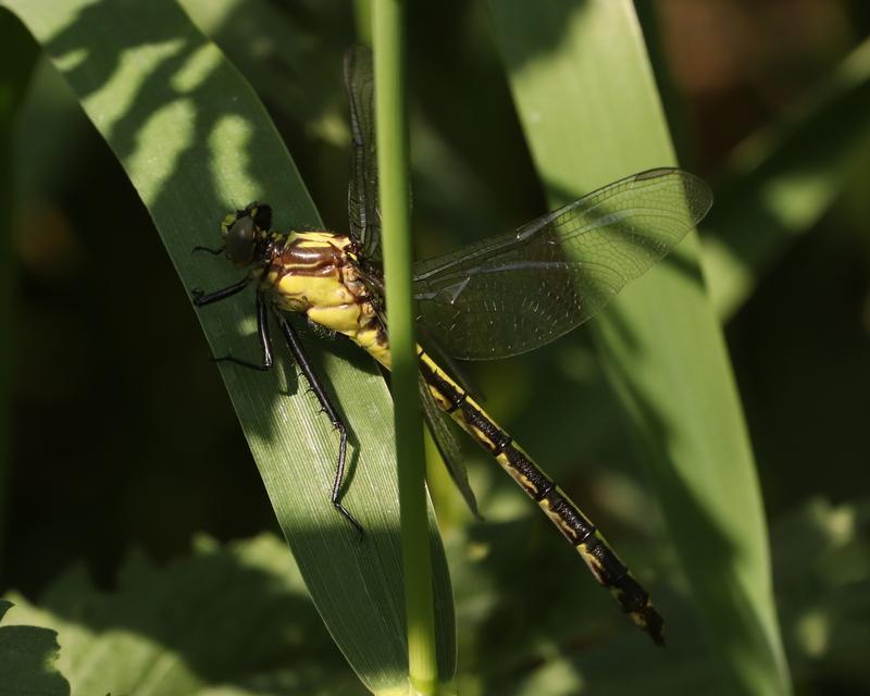 Photo of Black-shouldered Spinyleg