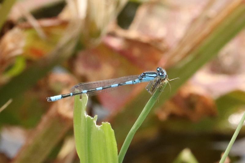 Photo of Tule Bluet