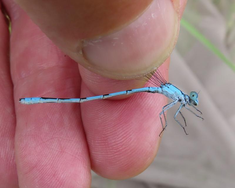 Photo of Marsh Bluet