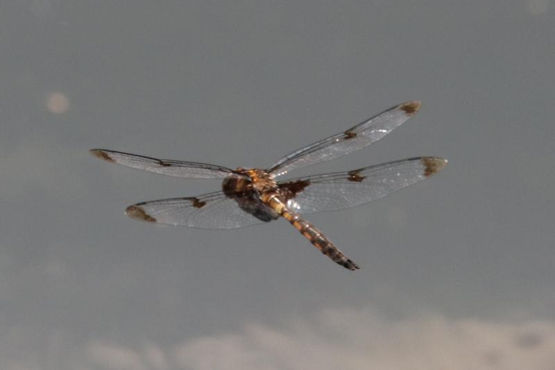 Photo of Prince Baskettail