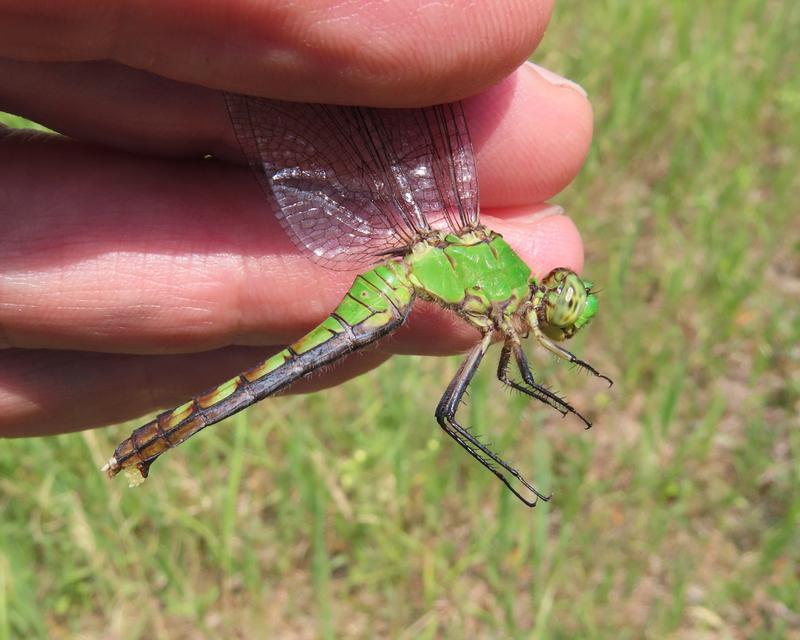 Photo of Eastern Pondhawk