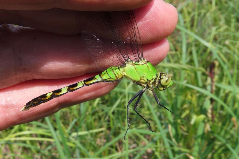 Photo of Eastern Pondhawk