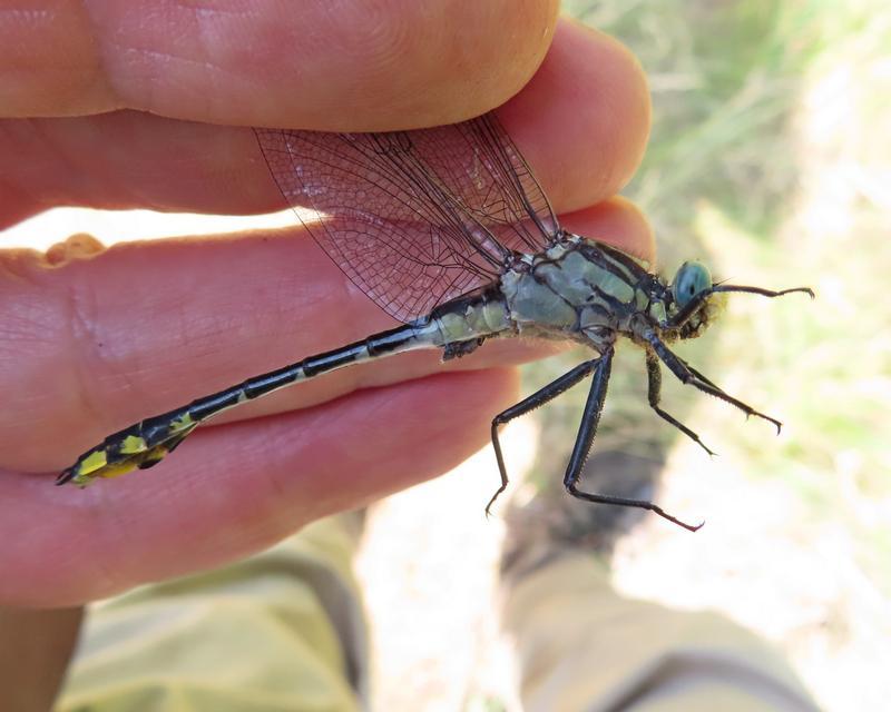 Photo of Midland Clubtail