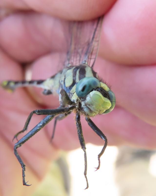 Photo of Midland Clubtail