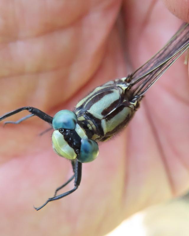 Photo of Midland Clubtail