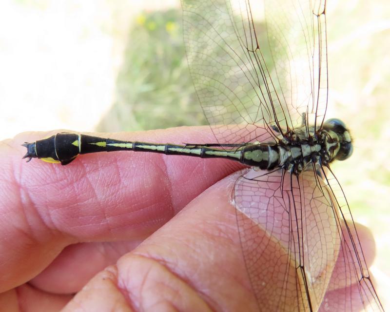 Photo of Midland Clubtail