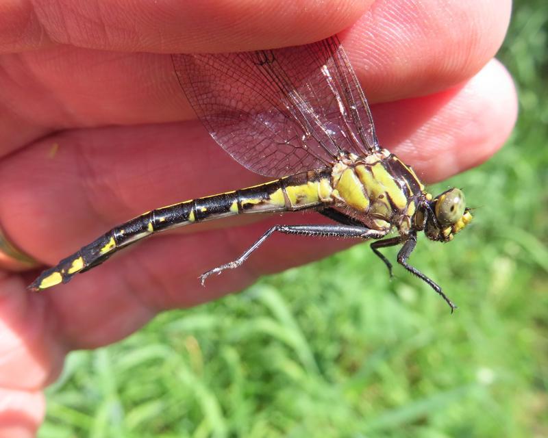 Photo of Skillet Clubtail