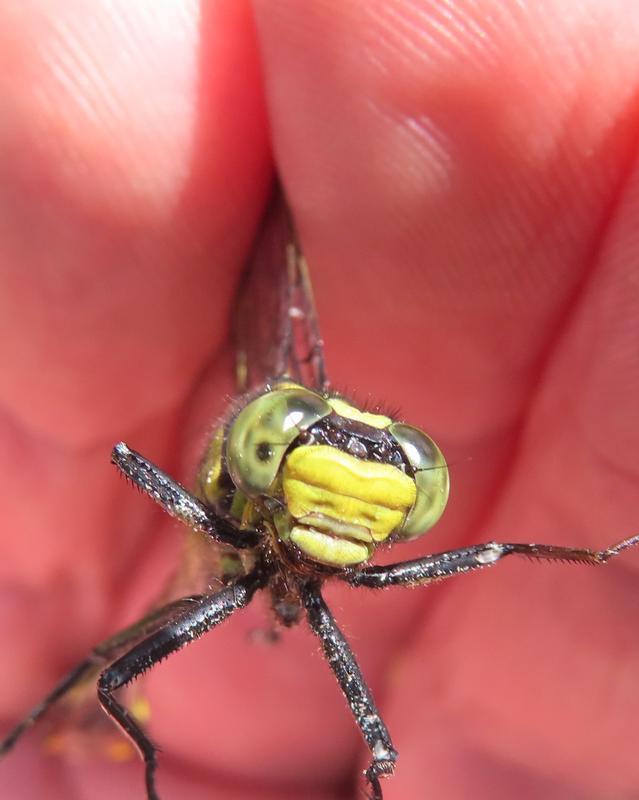 Photo of Skillet Clubtail