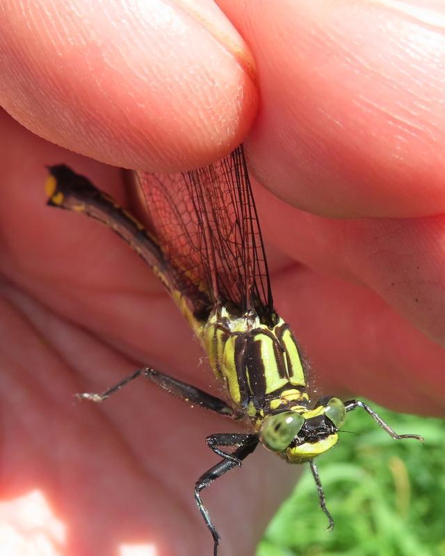 Photo of Skillet Clubtail