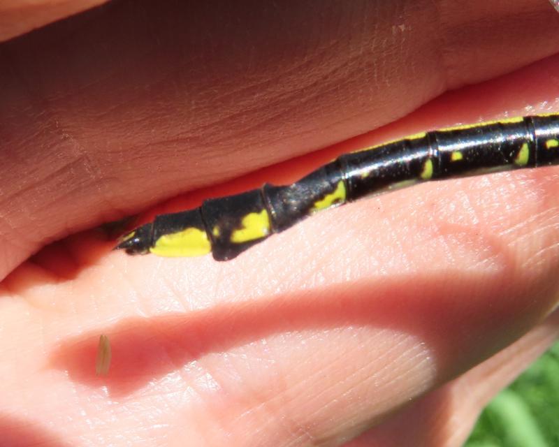 Photo of Skillet Clubtail