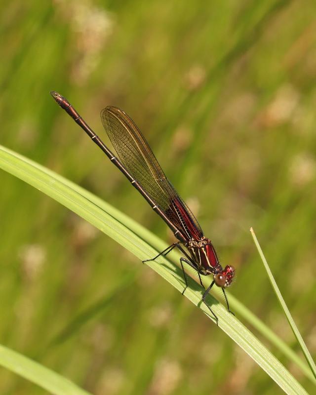 Photo of American Rubyspot