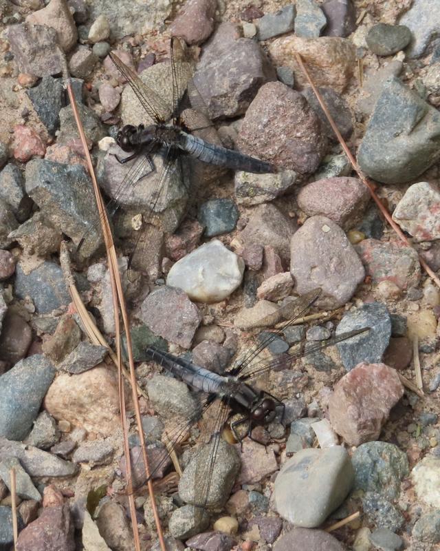 Photo of Chalk-fronted Corporal