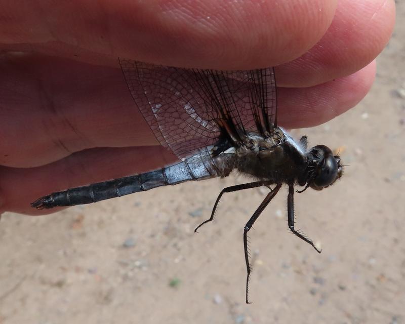 Photo of Chalk-fronted Corporal