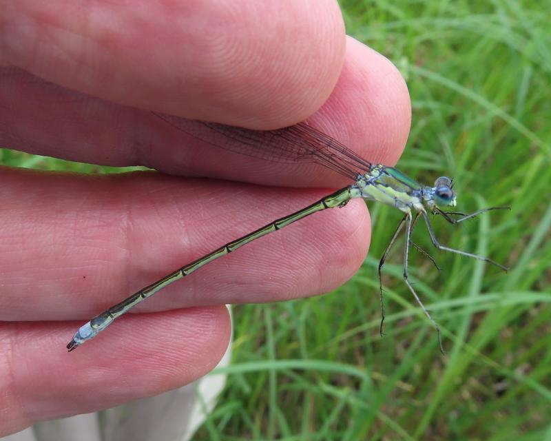 Photo of Elegant Spreadwing