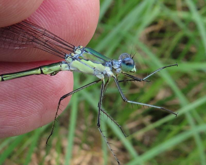 Photo of Elegant Spreadwing