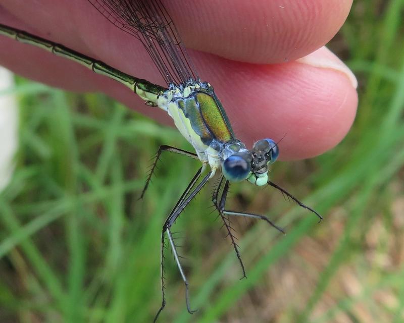 Photo of Elegant Spreadwing