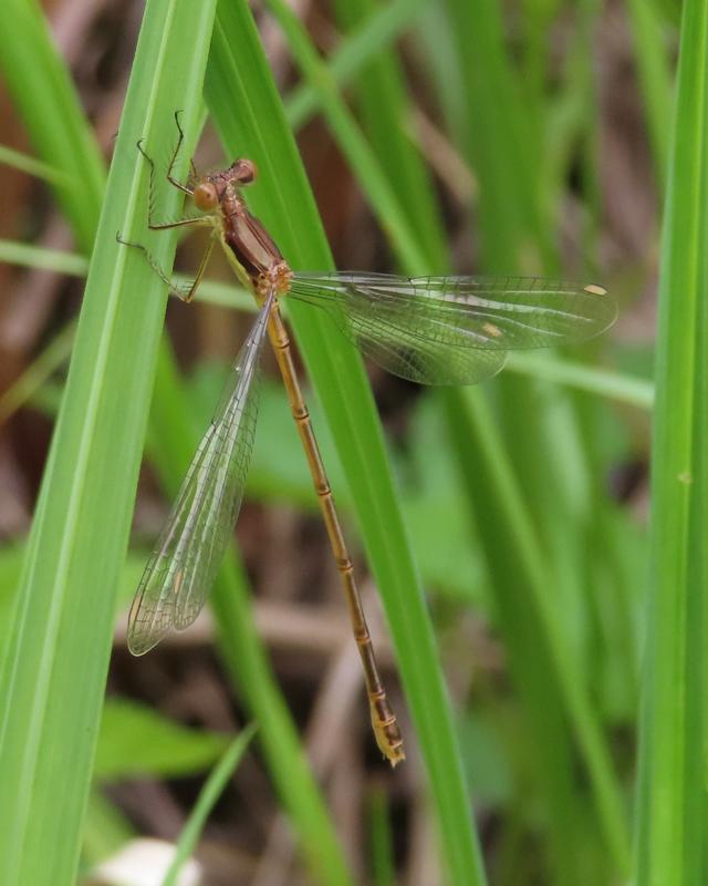 Photo of Slender Spreadwing