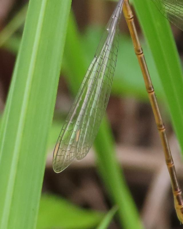 Photo of Slender Spreadwing