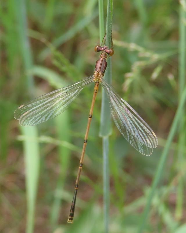 Photo of Slender Spreadwing