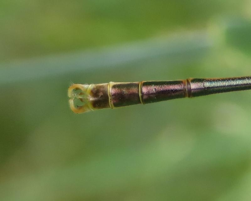 Photo of Slender Spreadwing