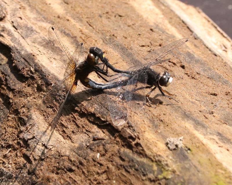 Photo of Dot-tailed Whiteface