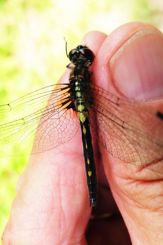 Photo of Dot-tailed Whiteface