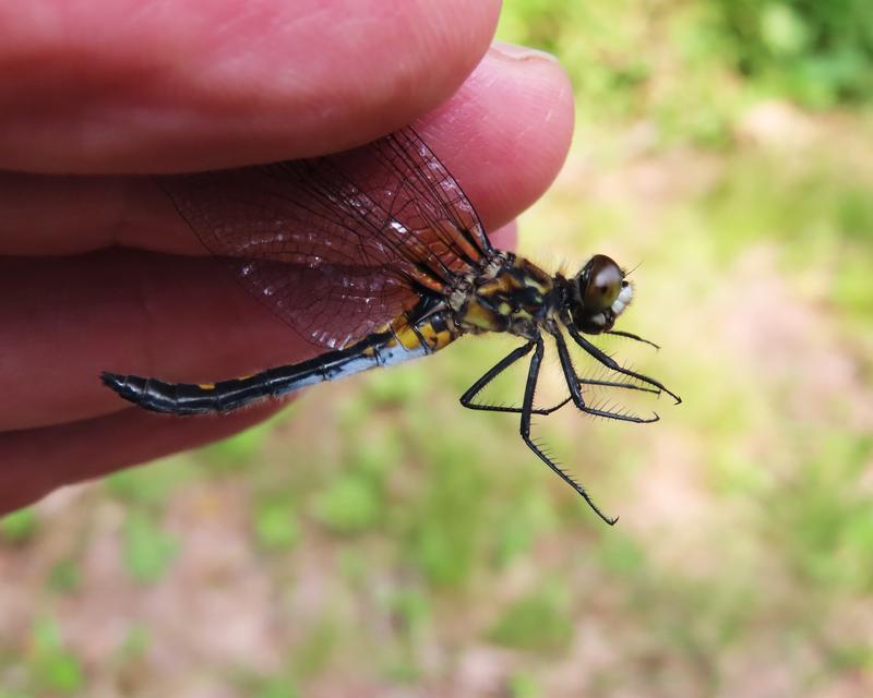 Photo of Dot-tailed Whiteface