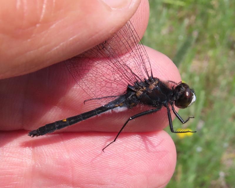 Photo of Dot-tailed Whiteface