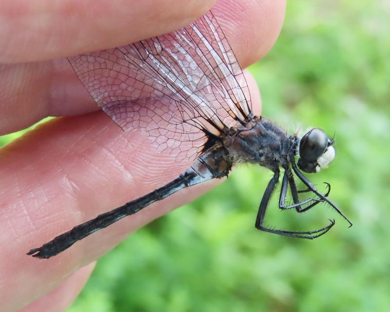 Photo of Belted Whiteface