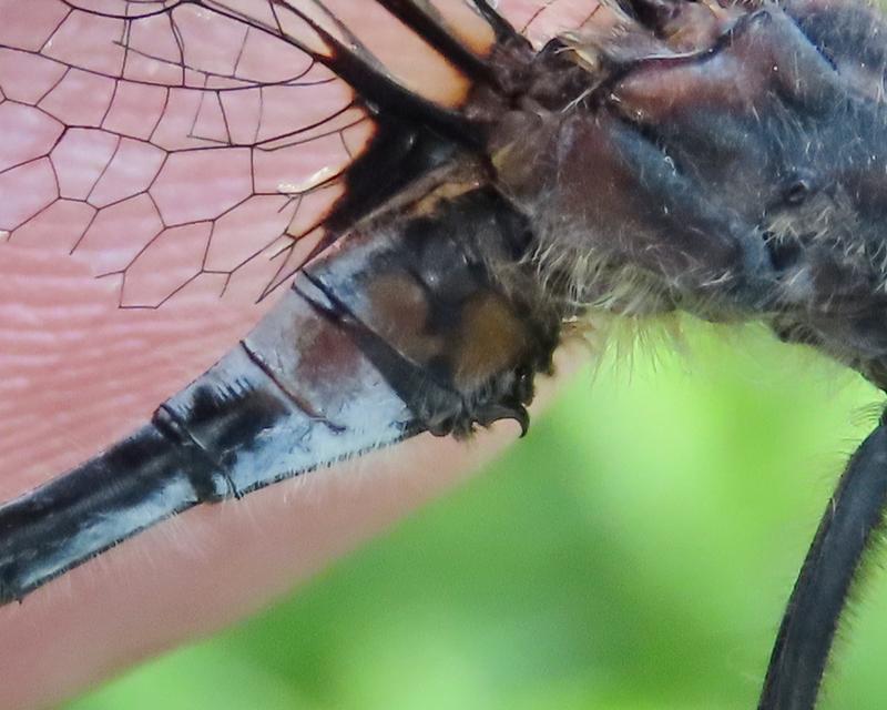 Photo of Belted Whiteface