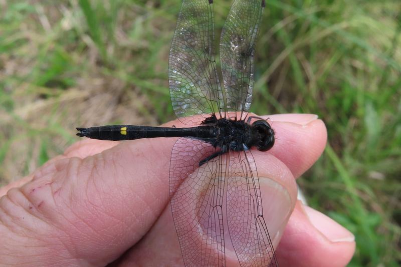 Photo of Dot-tailed Whiteface