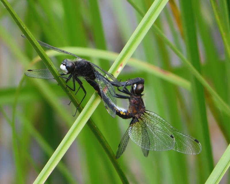 Photo of Dot-tailed Whiteface