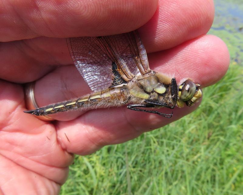 Photo of Four-spotted Skimmer