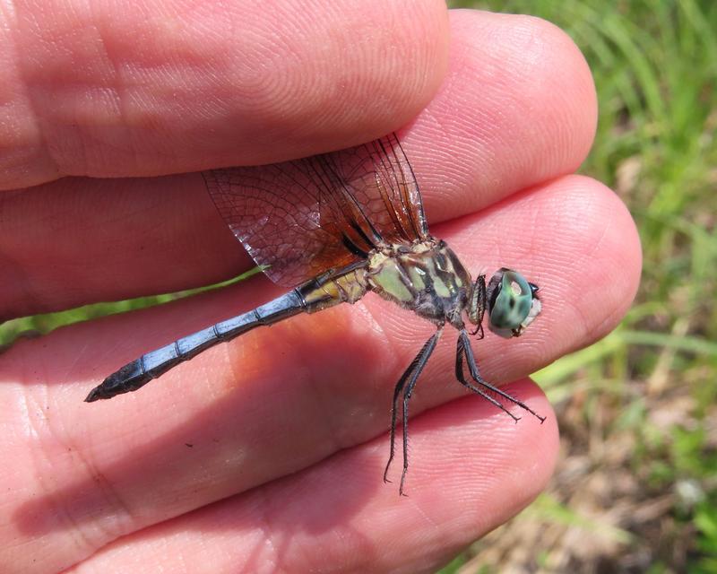 Photo of Blue Dasher