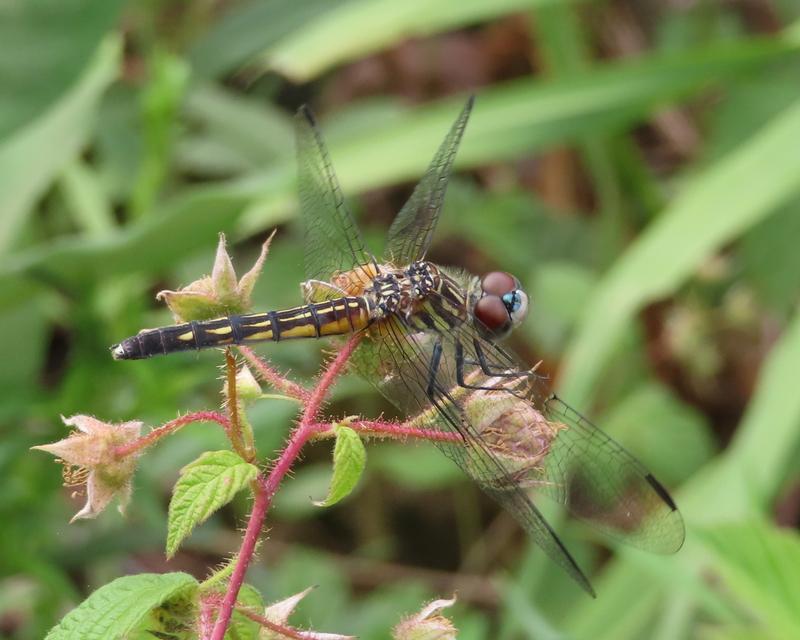 Photo of Blue Dasher