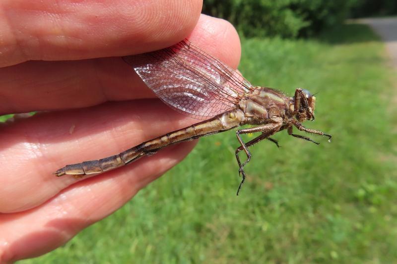 Photo of Dusky Clubtail