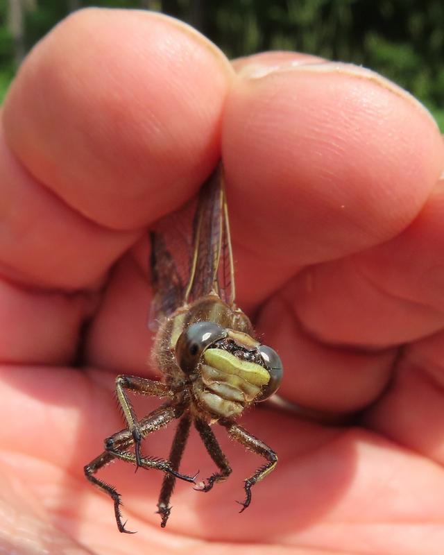 Photo of Dusky Clubtail