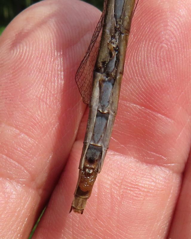 Photo of Dusky Clubtail