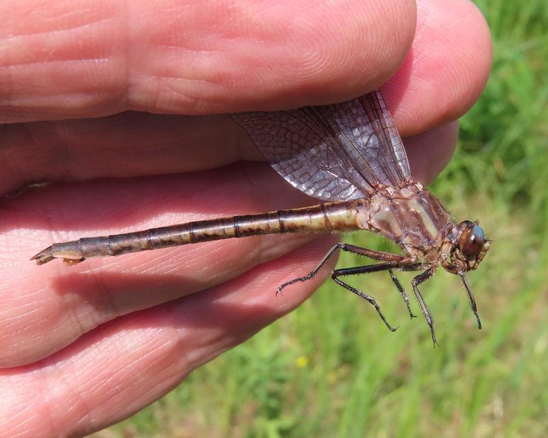 Photo of Dusky Clubtail