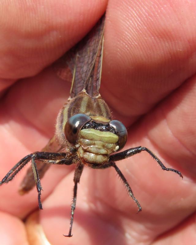 Photo of Dusky Clubtail