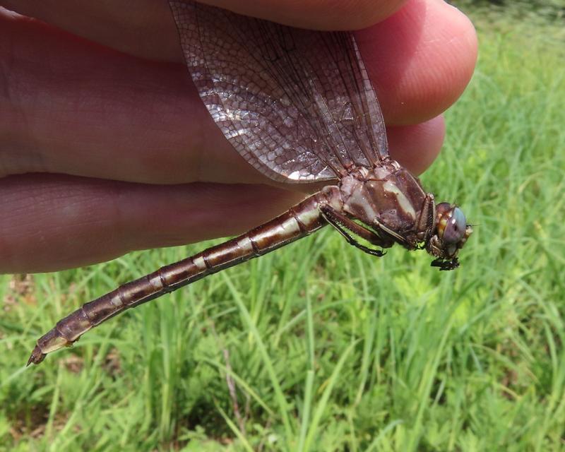 Photo of Ashy Clubtail