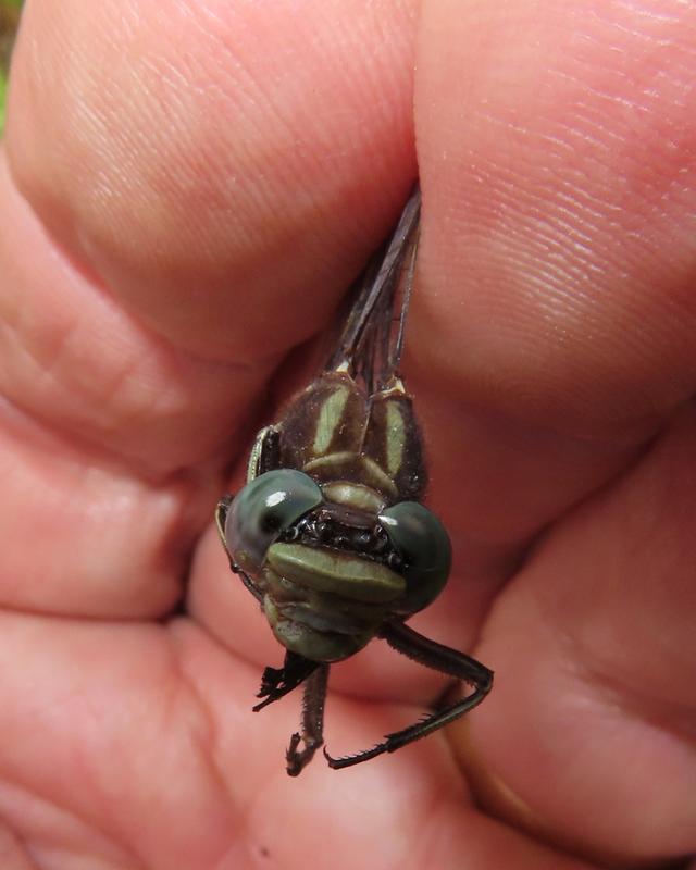 Photo of Ashy Clubtail