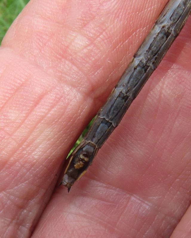 Photo of Ashy Clubtail