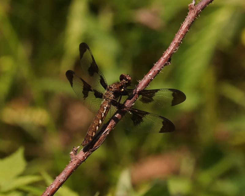 Photo of Common Whitetail