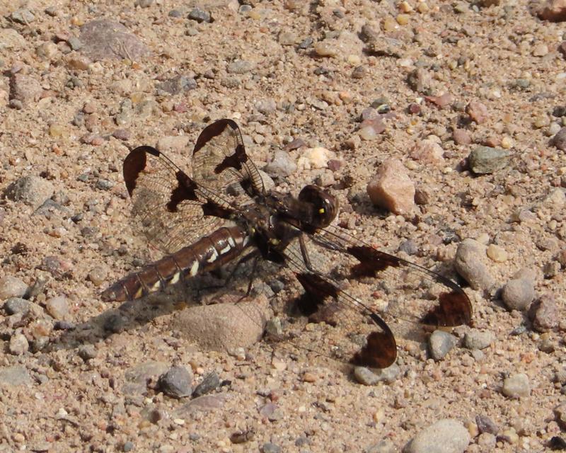 Photo of Common Whitetail