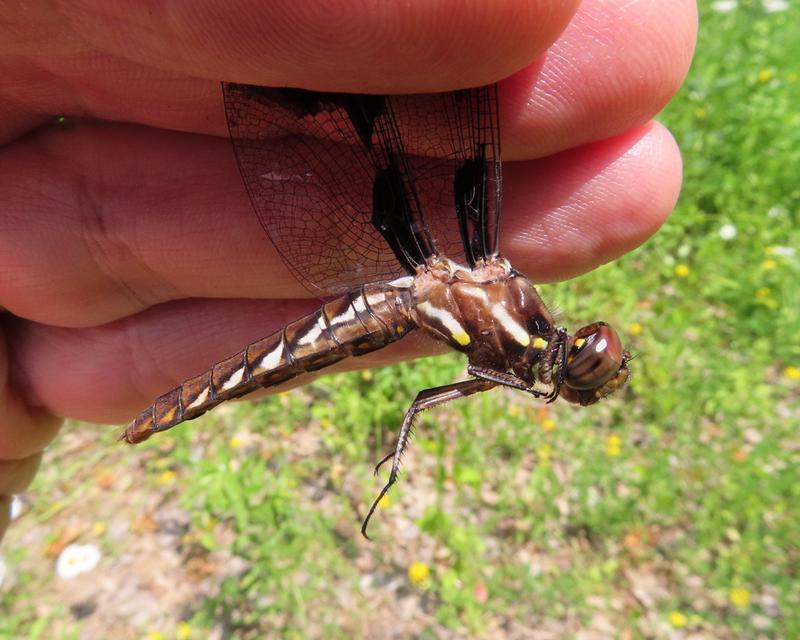 Photo of Common Whitetail