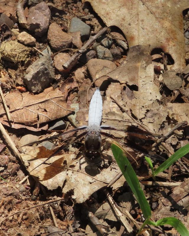 Photo of Common Whitetail