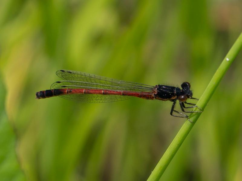 Photo of Western Red Damsel