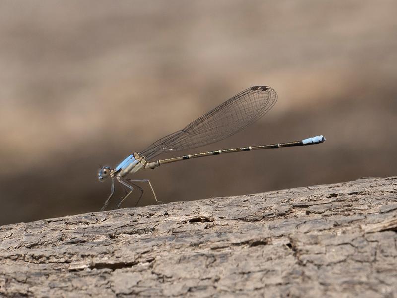 Photo of Blue-fronted Dancer